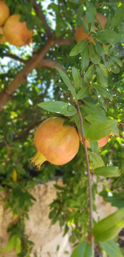 Finca Sa Cova De Mallorca Sencelles Εξωτερικό φωτογραφία
