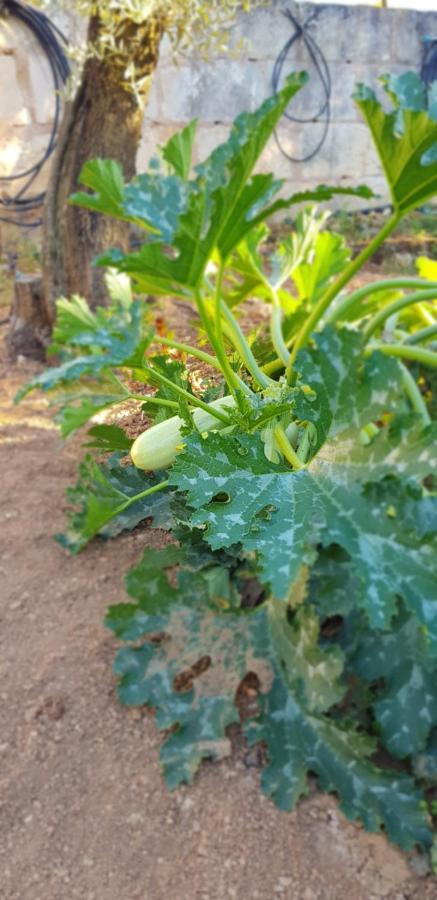 Finca Sa Cova De Mallorca Sencelles Εξωτερικό φωτογραφία