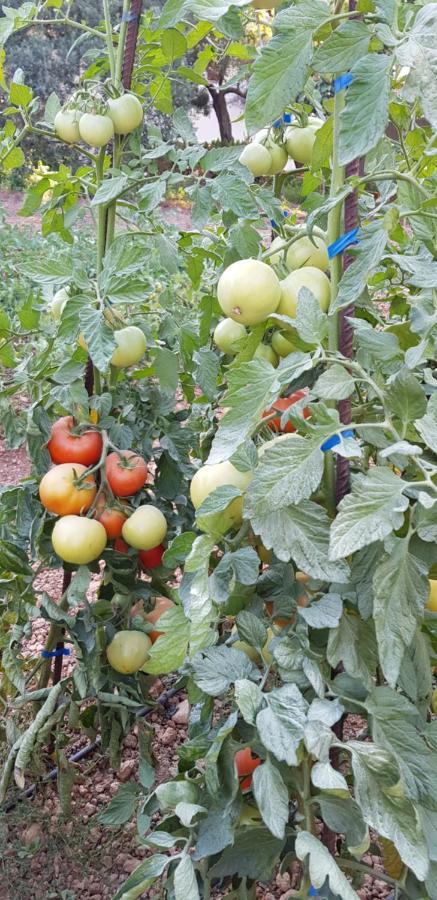 Finca Sa Cova De Mallorca Sencelles Εξωτερικό φωτογραφία