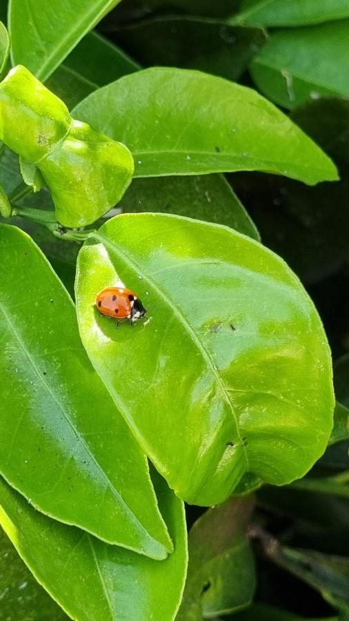 Finca Sa Cova De Mallorca Sencelles Εξωτερικό φωτογραφία