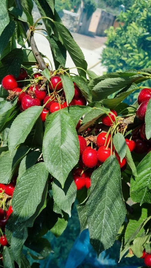 Finca Sa Cova De Mallorca Sencelles Εξωτερικό φωτογραφία