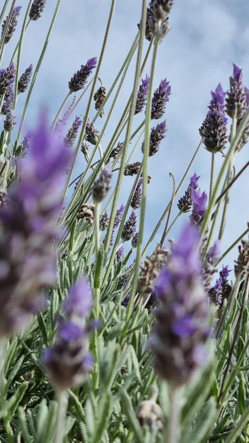 Finca Sa Cova De Mallorca Sencelles Εξωτερικό φωτογραφία