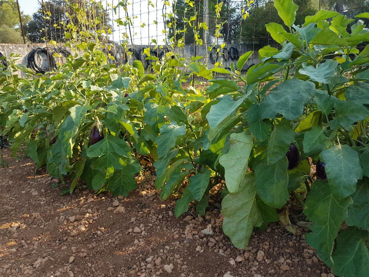 Finca Sa Cova De Mallorca Sencelles Εξωτερικό φωτογραφία