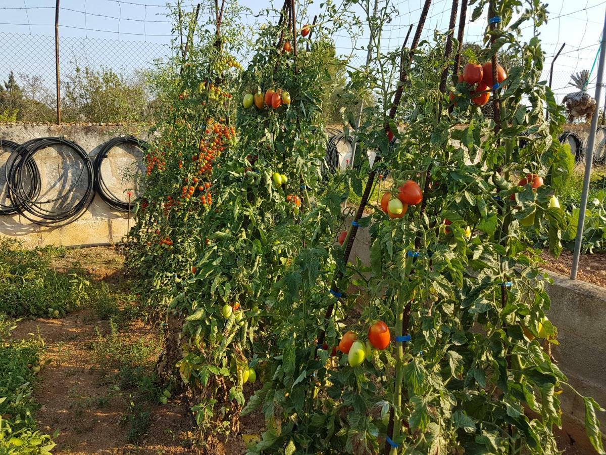 Finca Sa Cova De Mallorca Sencelles Εξωτερικό φωτογραφία