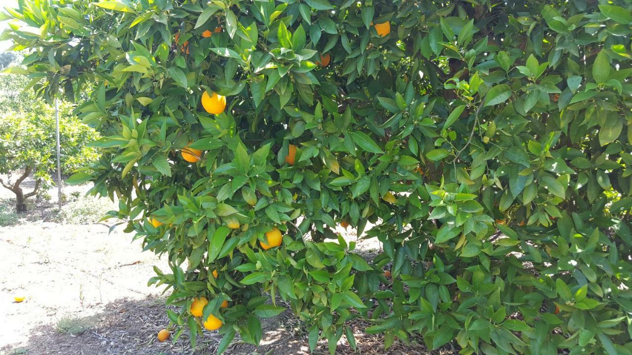 Finca Sa Cova De Mallorca Sencelles Εξωτερικό φωτογραφία